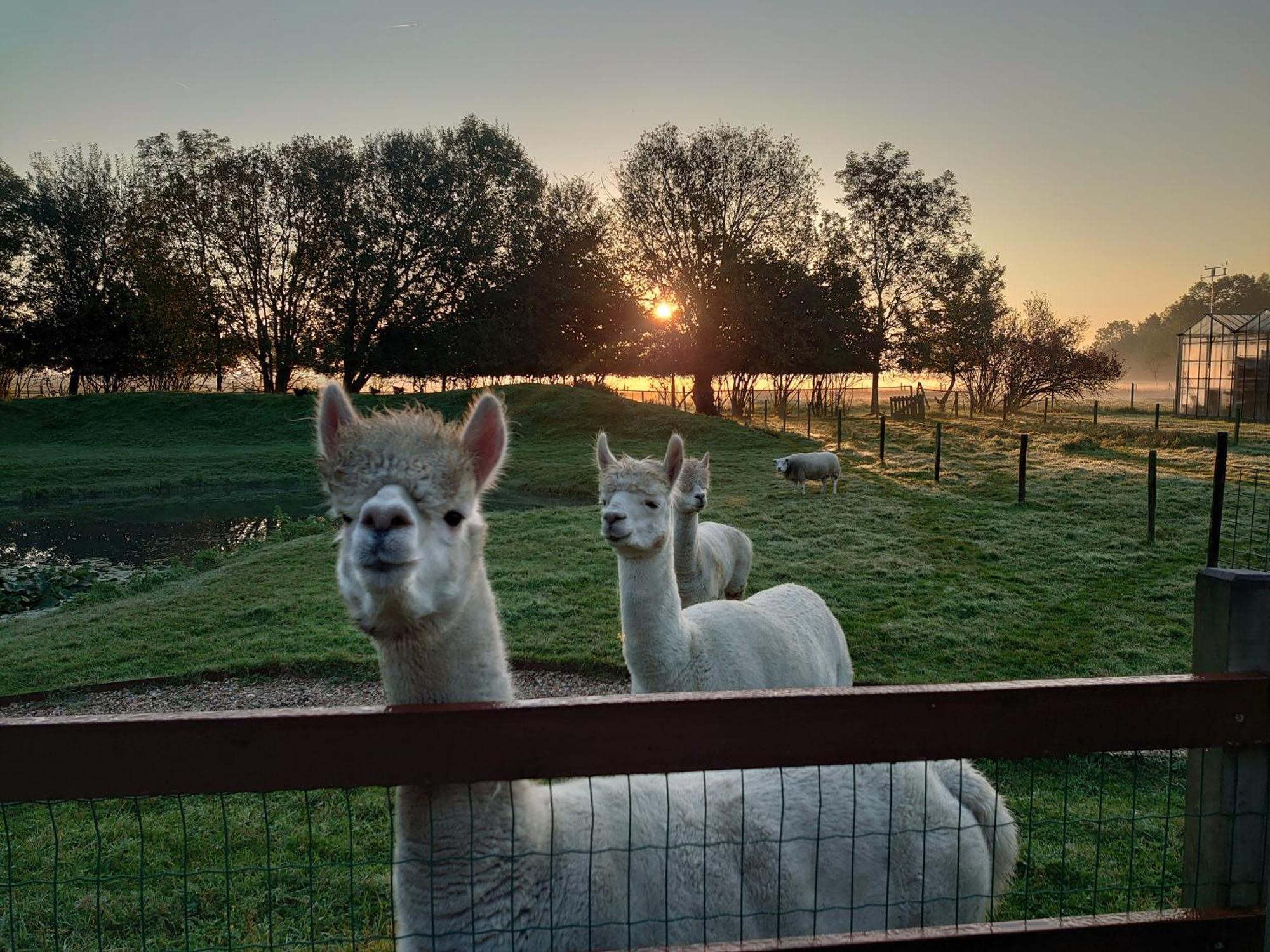 Hof Van Maldegem Кортгене Екстер'єр фото